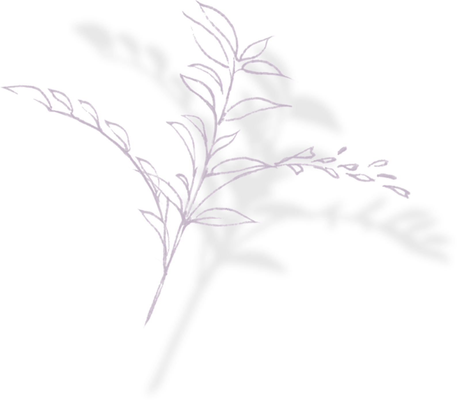 レグリースの葉イメージ左3